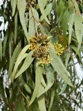 genus Eucalyptus. Верхушка веточки с бутонизирующими соцветиями и соплодиями. Испания, Мадрид, парк Buen Retiro. Январь 2016 г.