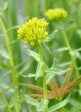 Rhodiola rosea