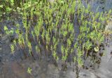 Naumburgia thyrsiflora
