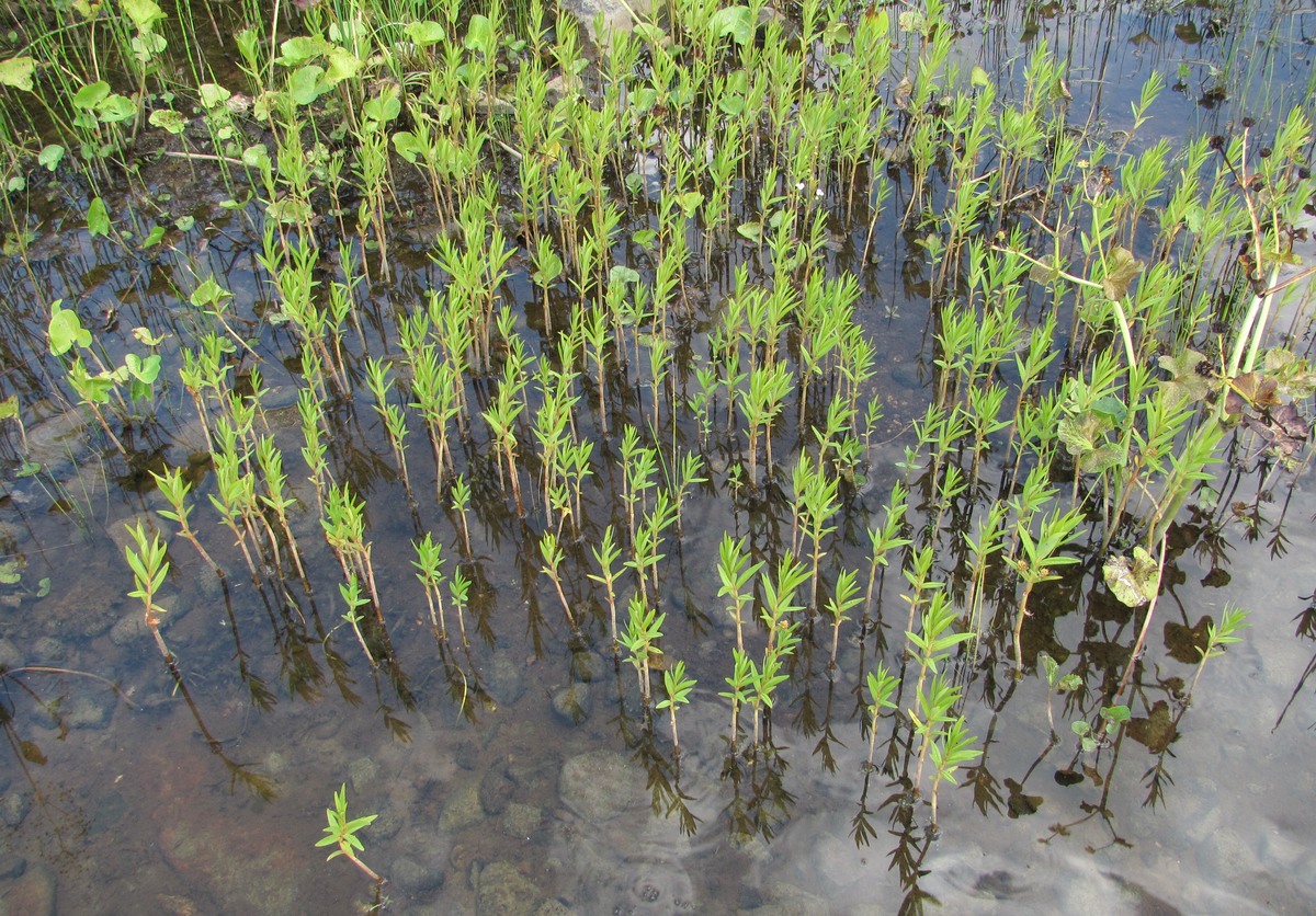 Изображение особи Naumburgia thyrsiflora.