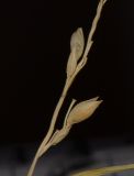 Panicum turgidum