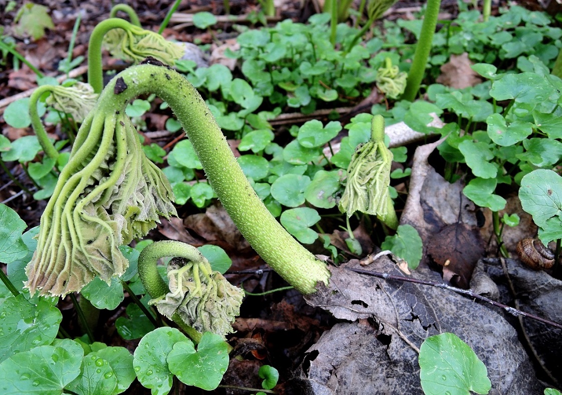 Image of Astilboides tabularis specimen.