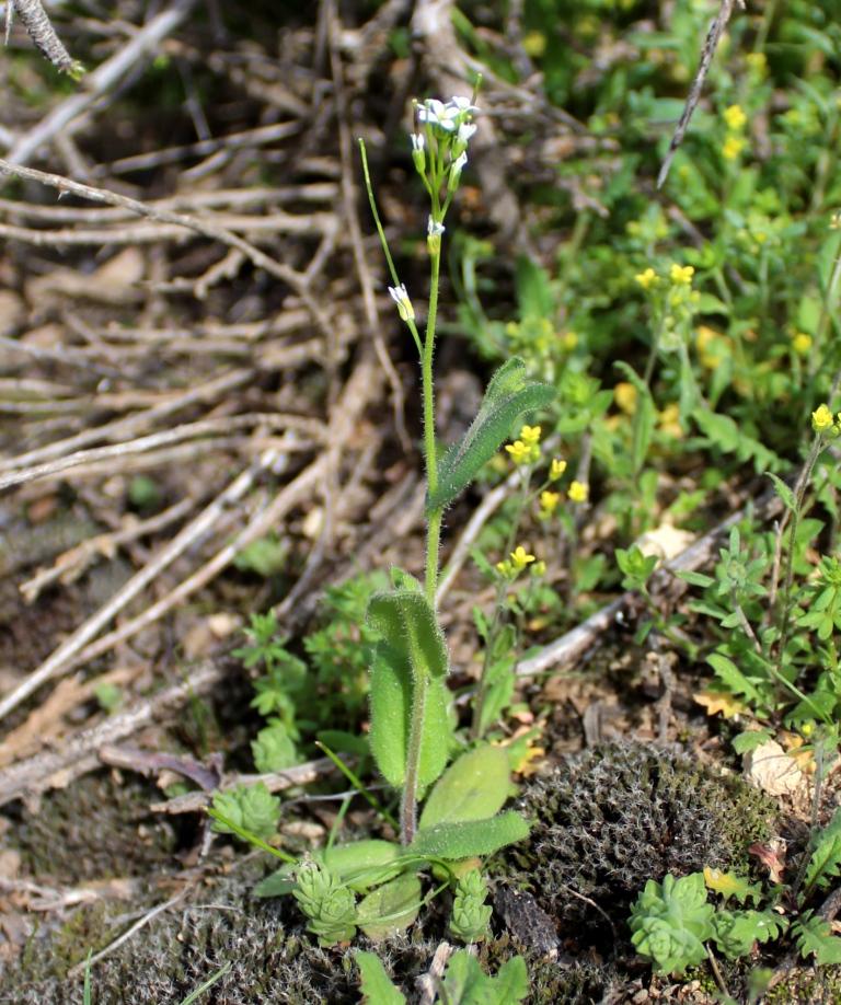 Изображение особи Arabis auriculata.