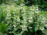 Lamium album