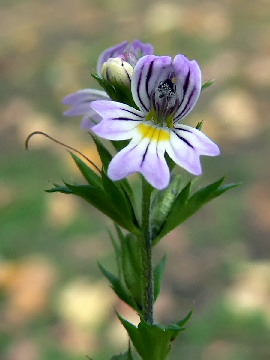 Изображение особи Euphrasia brevipila.