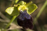 Ophrys fusca ssp. iricolor