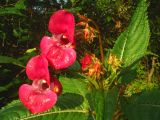 Impatiens glandulifera. Верхушка растения с цветками и бутонами. Свердловская обл., окр. г. Североуральск, опушка елового леса и тыльная сторона огородов. 29.07.2007.