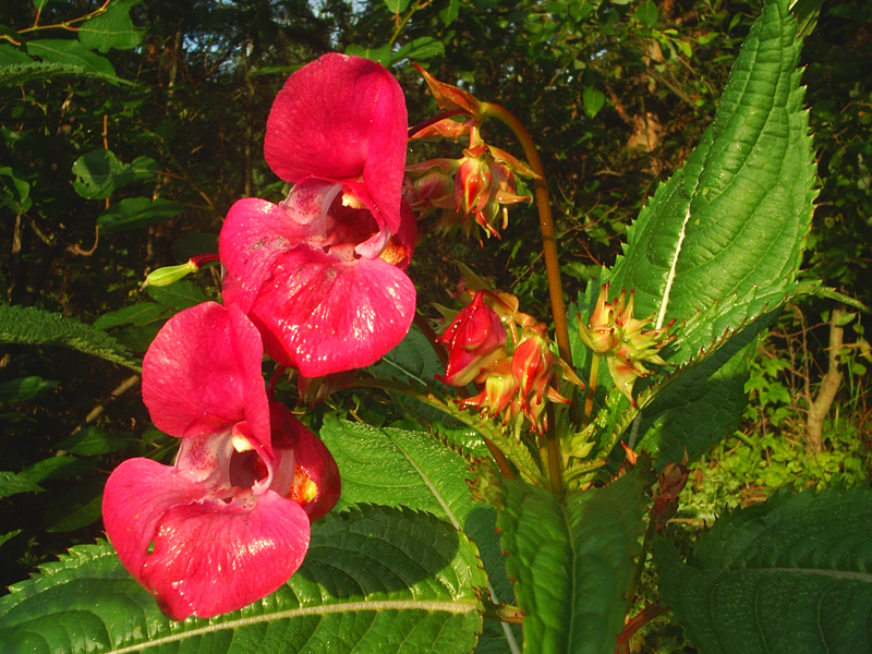 Image of Impatiens glandulifera specimen.