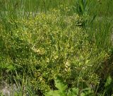 Ranunculus sceleratus