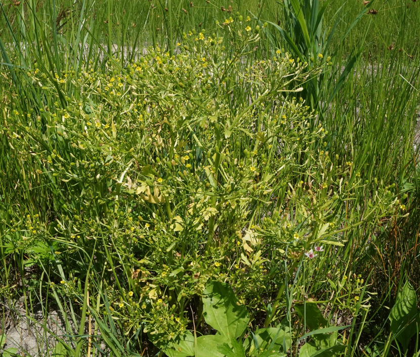 Image of Ranunculus sceleratus specimen.