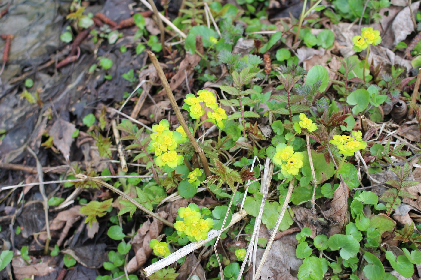 Image of Chrysosplenium alternifolium specimen.