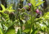 Pulmonaria obscura. Верхушка цветущего растения. Горный Крым, Главная гряда, Ай-Петринская яйла. 03.05.2016.