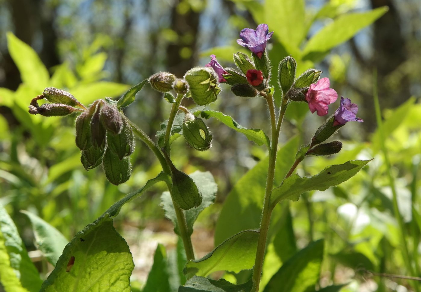 Изображение особи Pulmonaria obscura.