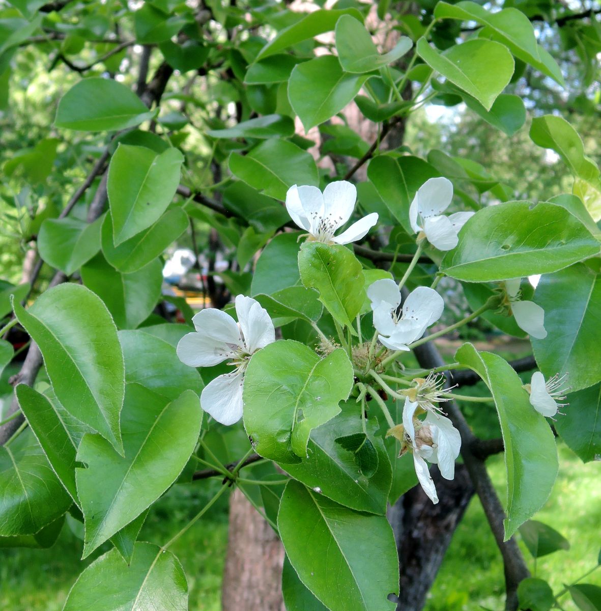 Изображение особи Pyrus communis.