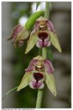 Epipactis helleborine