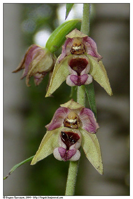 Изображение особи Epipactis helleborine.