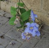 Thunbergia laurifolia