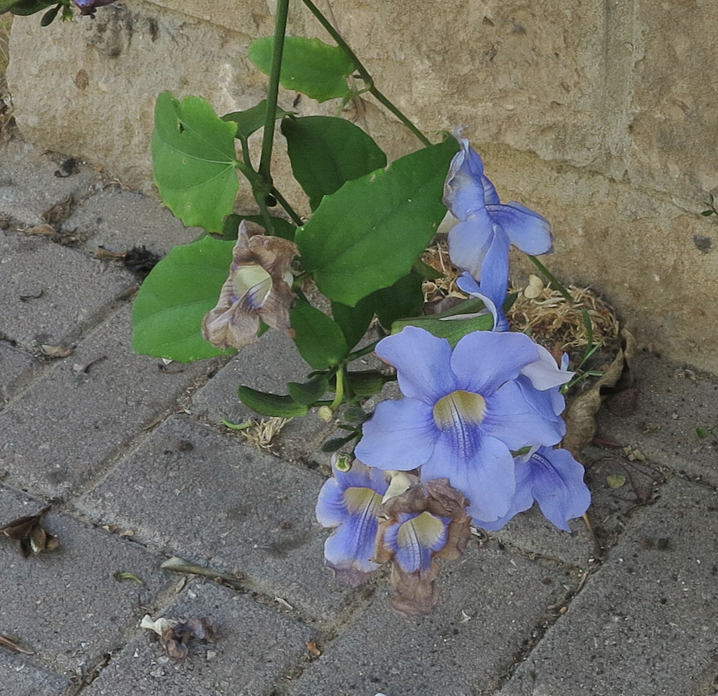 Image of Thunbergia laurifolia specimen.