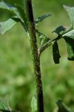 Sisymbrium loeselii