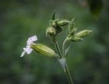 Melandrium album