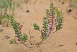 Alyssum turkestanicum variety desertorum