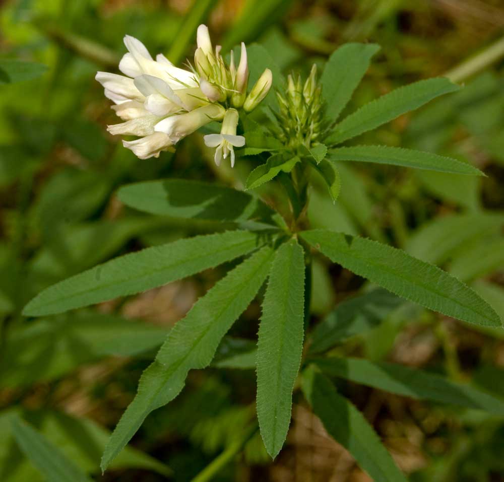 Image of Trifolium spryginii specimen.