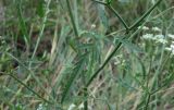 Torilis arvensis