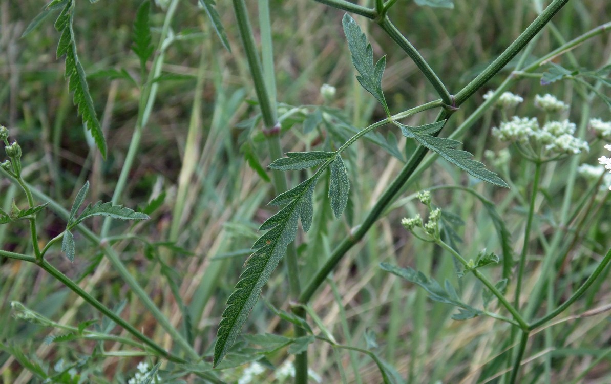 Image of Torilis arvensis specimen.