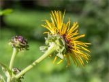 Inula helenium. Верхушка побега с соцветием (вид со стороны обёртки). Санкт-Петербург, Старый Петергоф, парк \"Сергиевка\", лужайка. 16.07.2016.