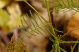 Astragalus austriacus. Лист. Татарстан, Новошешминский р-н, остепненный луг на увале в окр. села Татарское Утяшкино. 4 июля 2016 г.