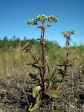 Hylotelephium ruprechtii