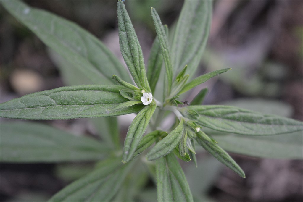 Image of Lithospermum officinale specimen.