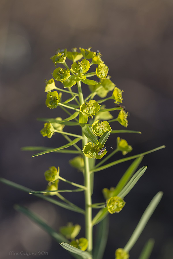 Изображение особи Euphorbia virgata.