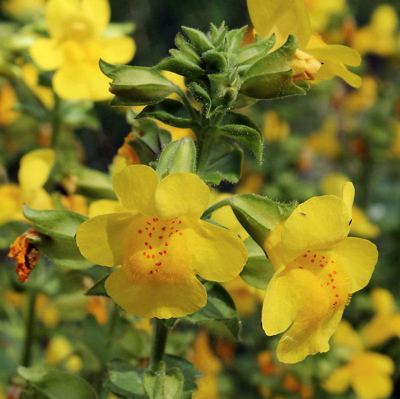 Image of Mimulus guttatus specimen.