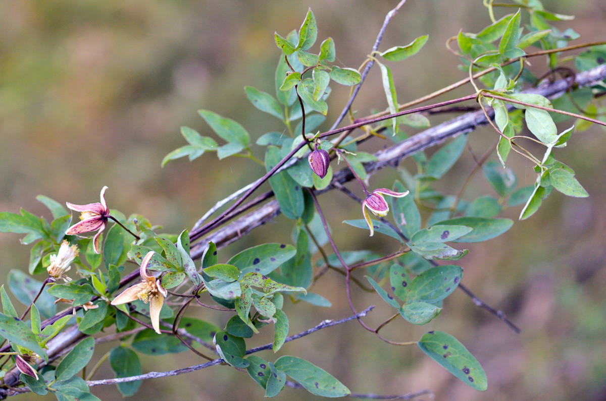 Изображение особи Clematis glauca.