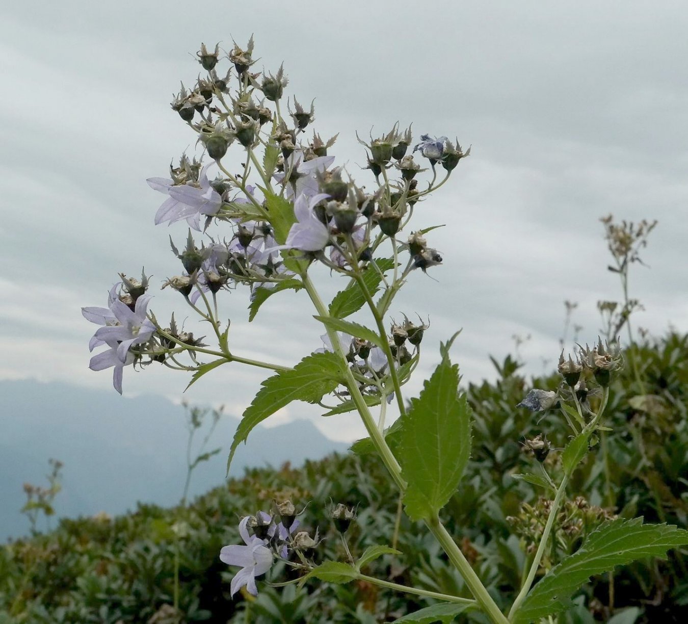 Image of Gadellia lactiflora specimen.