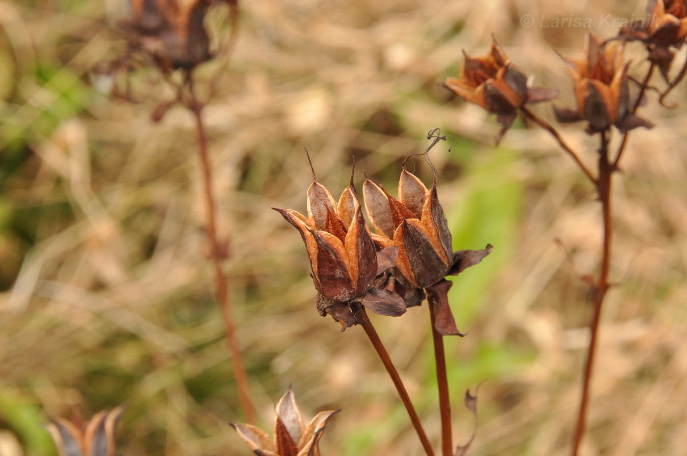 Изображение особи Hypericum ascyron.