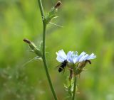 Cichorium intybus