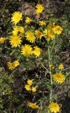Hieracium robustum