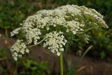 Daucus sativus. Пазушное соцветие (вид сбоку). Восточный Казахстан, Уланский р-н, с. Украинка, дачный участок. 08.07.2016.
