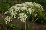 Daucus sativus