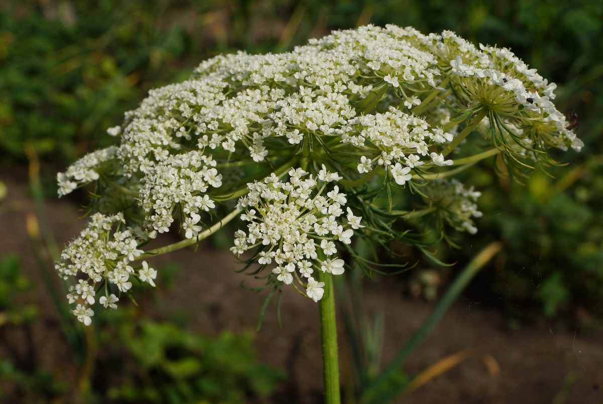 Image of Daucus sativus specimen.