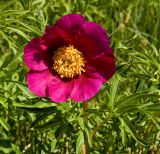 Paeonia hybrida