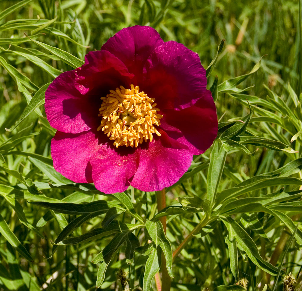 Image of Paeonia hybrida specimen.