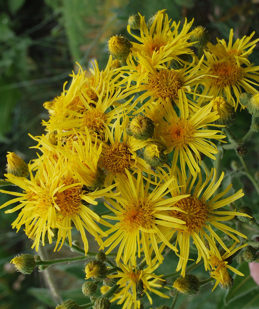 Изображение особи Inula macrophylla.