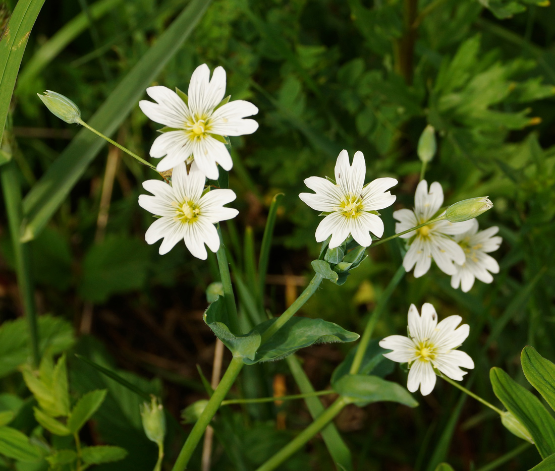 Изображение особи Cerastium davuricum.