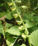 Scutellaria altissima. Часть соплодия. Украина, Сумская обл., г. Тростянец, Парк-памятник садово-паркового искусства \"Нескучное\", лес, возле пруда. 11.06.2015.