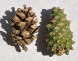 genus Pinus