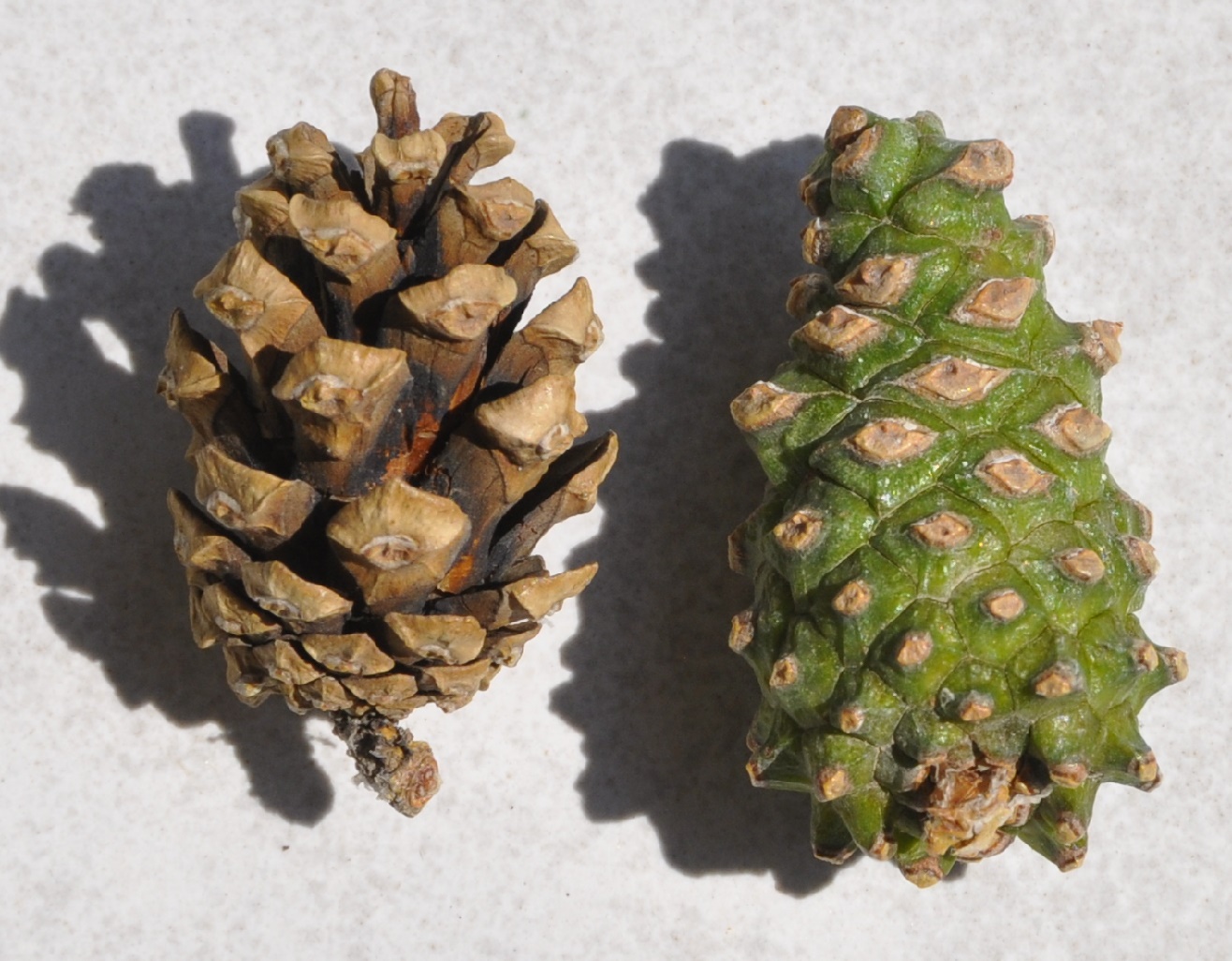 Изображение особи род Pinus.