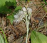 Antennaria dioica. Верхушка плодоносящего растения. Иркутская обл., Шелеховский р-н, окр. с. Шаманка, сосново-берёзовый лес. 07.07.2016.